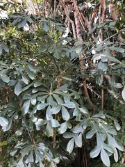 Cussonia zuluensis