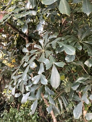 Cussonia zuluensis
