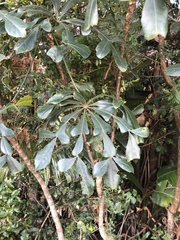 Cussonia zuluensis