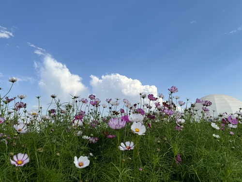 garden cosmos