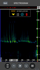Pipistrellus pipistrellus