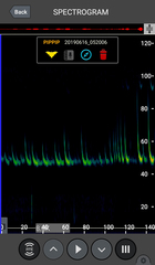 Pipistrellus pipistrellus