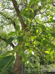 Juglans regia