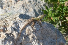 Podarcis siculus