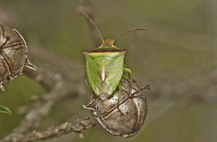 Cuspicona apothoracica