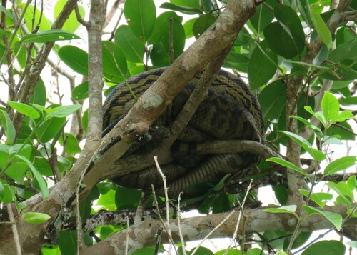 Australian Scrub Python sighting