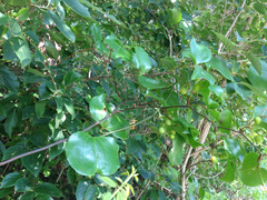Smilax china