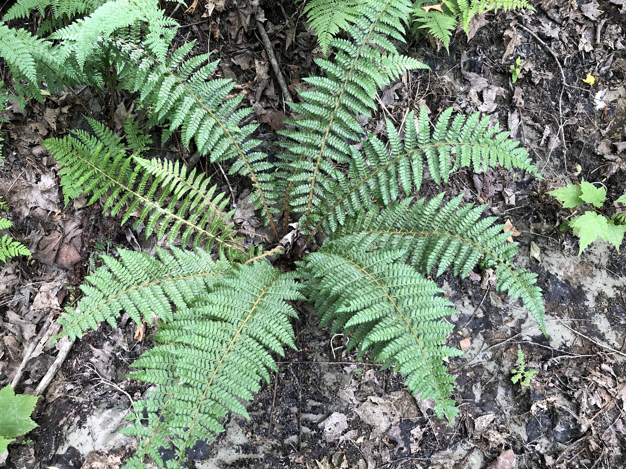Polystichum braunii image