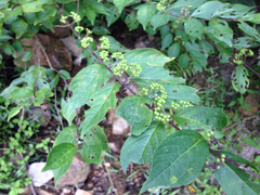 Callicarpa dichotoma