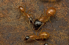 Camponotus nigriceps