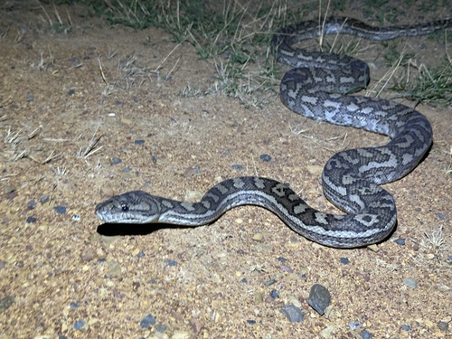 Coastal Carpet Python sighting