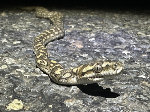 Coastal Carpet Python sighting