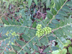 Zanthoxylum schinifolium