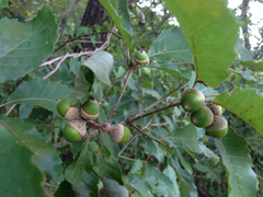 Quercus