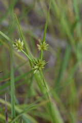 Cyperus lupulinus lupulinus