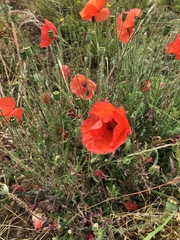 Papaver rhoeas