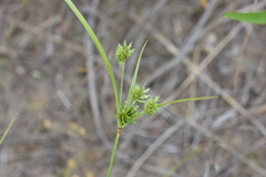 Cyperus lupulinus lupulinus