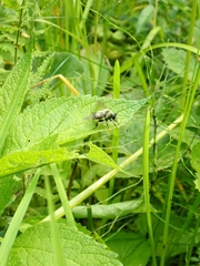 Laphria sacrator