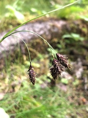 Carex atratiformis
