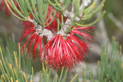 Melaleuca gracilis