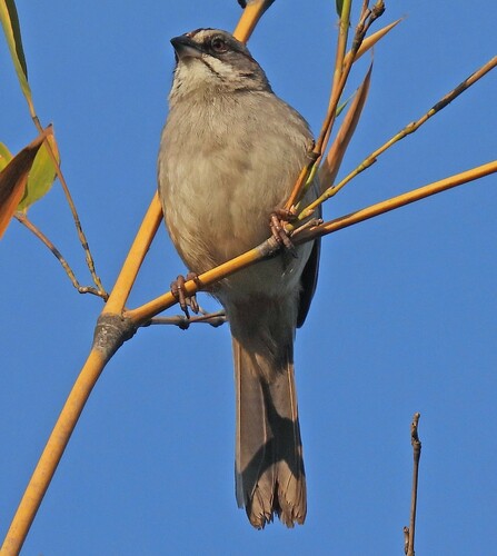 Yungas Sparrow (Rhynchospiza dabbenei), photo 4