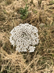 Daucus carota
