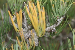 Melaleuca gracilis
