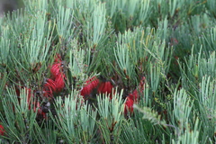 Melaleuca gracilis