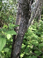 Salix pseudomonticola