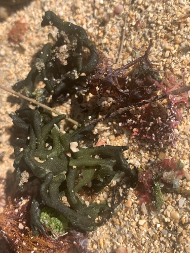 Codium edule observed 2024-11-25