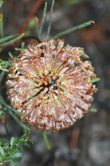 Banksia nutans