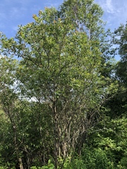 Salix pseudomonticola