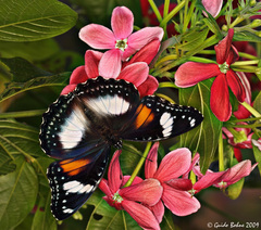 Hypolimnas bolina