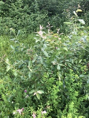 Salix pseudomonticola