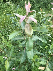 Salix pseudomonticola