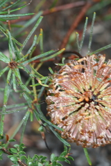Banksia nutans