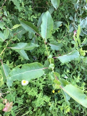 Salix pseudomonticola