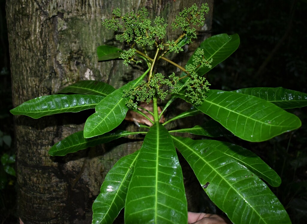Rauvolfia praecox