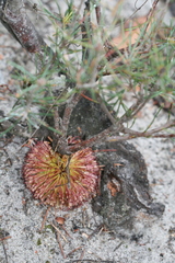 Banksia nutans
