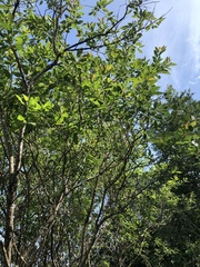 Salix pseudomonticola