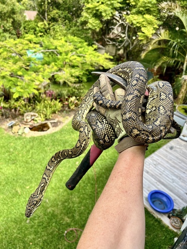 Coastal Carpet Python sighting