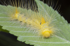 Calliteara horsfieldii