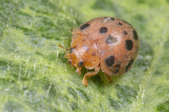Epilachninae