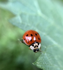 Harmonia axyridis