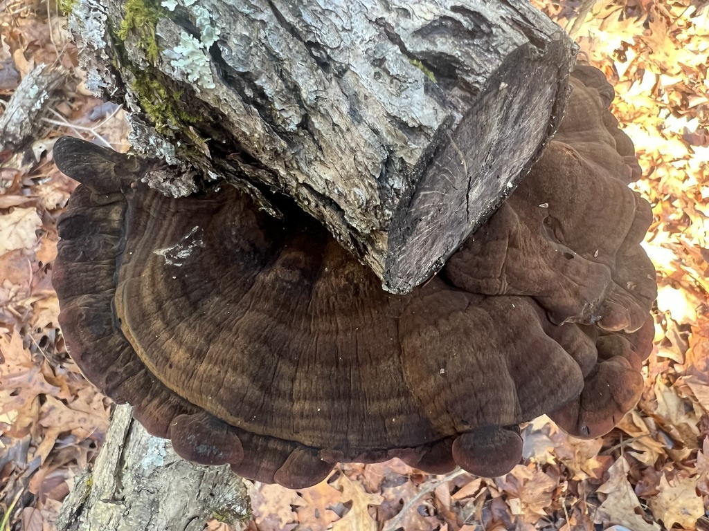 Ischnoderma