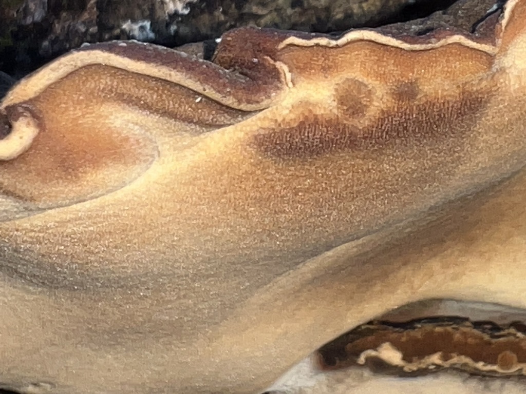 Ischnoderma
