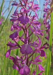 Anacamptis palustris