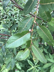 Salix pseudomonticola