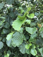Alnus glutinosa