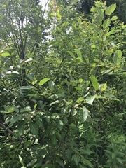 Salix pseudomonticola